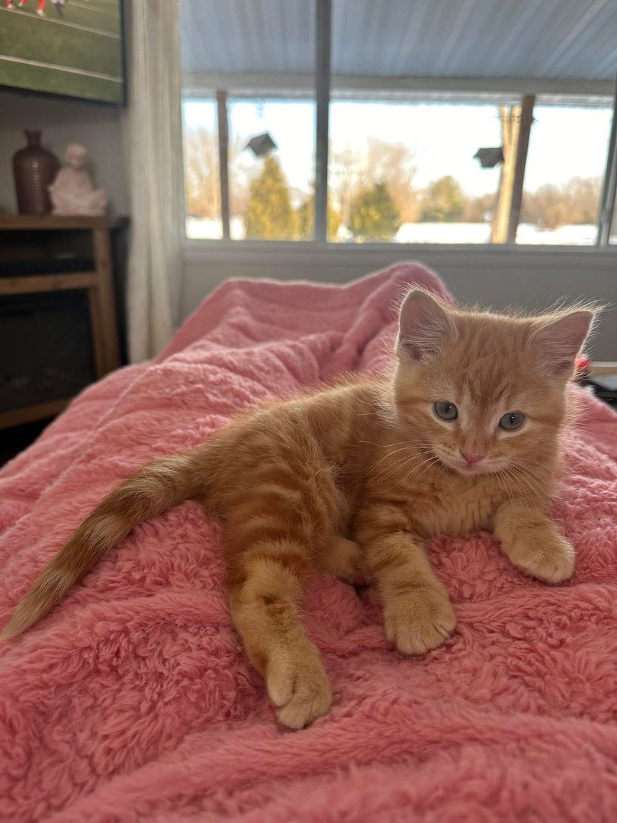 insperarise's tweet image. cute cat 😻