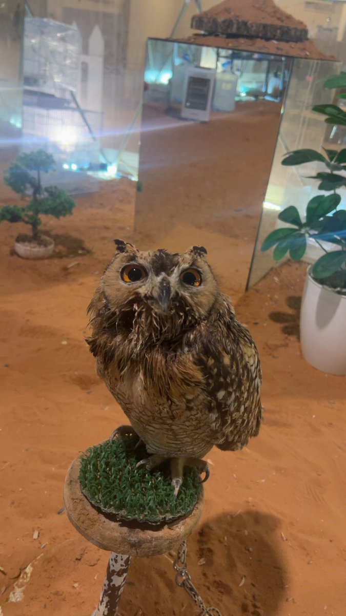 I'm an owl, but l'll never tell you who 🦉🦉🦉🦉🦉