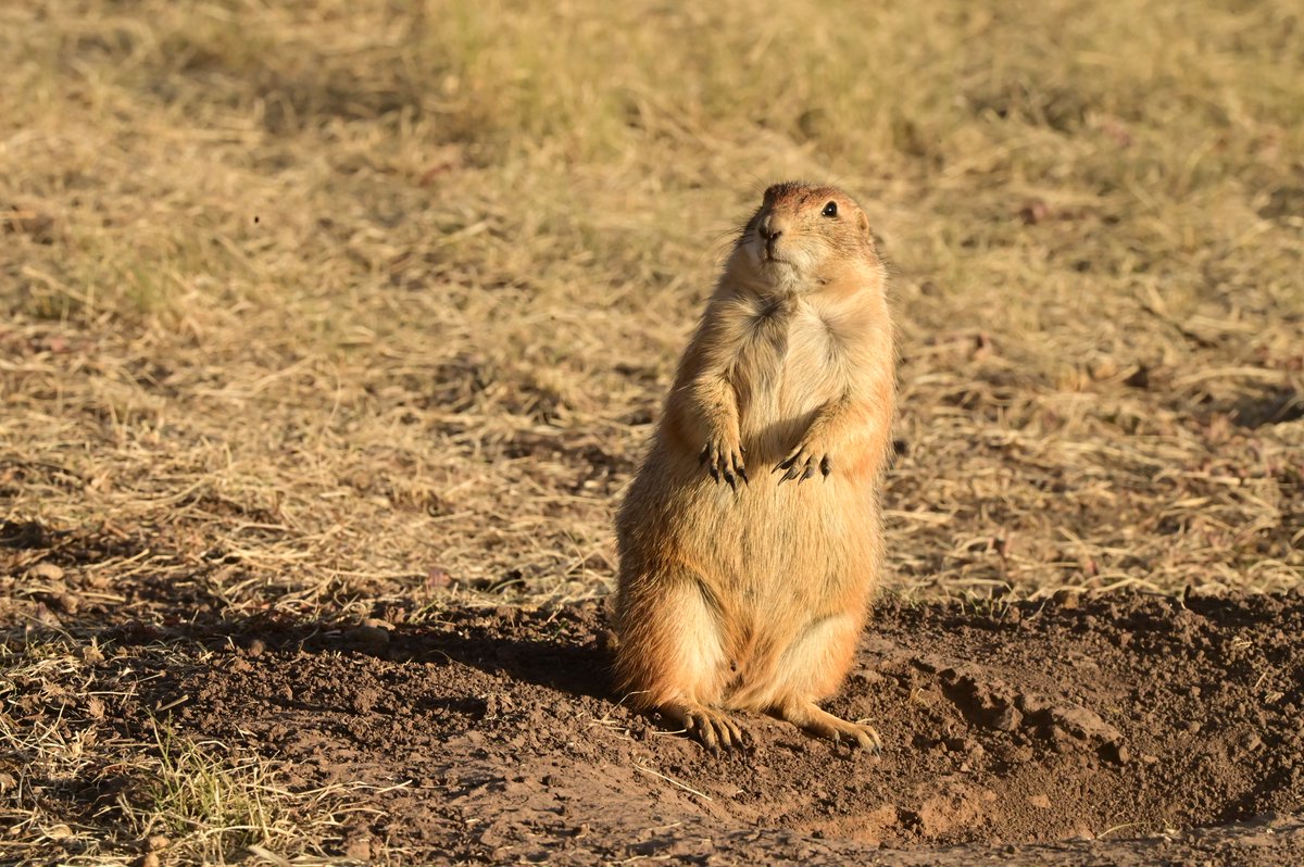 azgfd's tweet photo. Uh oh! Punxsutawney Phil saw his shadow, so we have six more weeks of winter! Groundhogs don't live in Arizona, so maybe it doesn't apply to us. 😉 We DO have other ground-dwelling wildlife though, like rock squirrels and black-tailed prairie dogs! Happy #GroundhogDay, everyone. https://t.co/uKUK8XfRIM