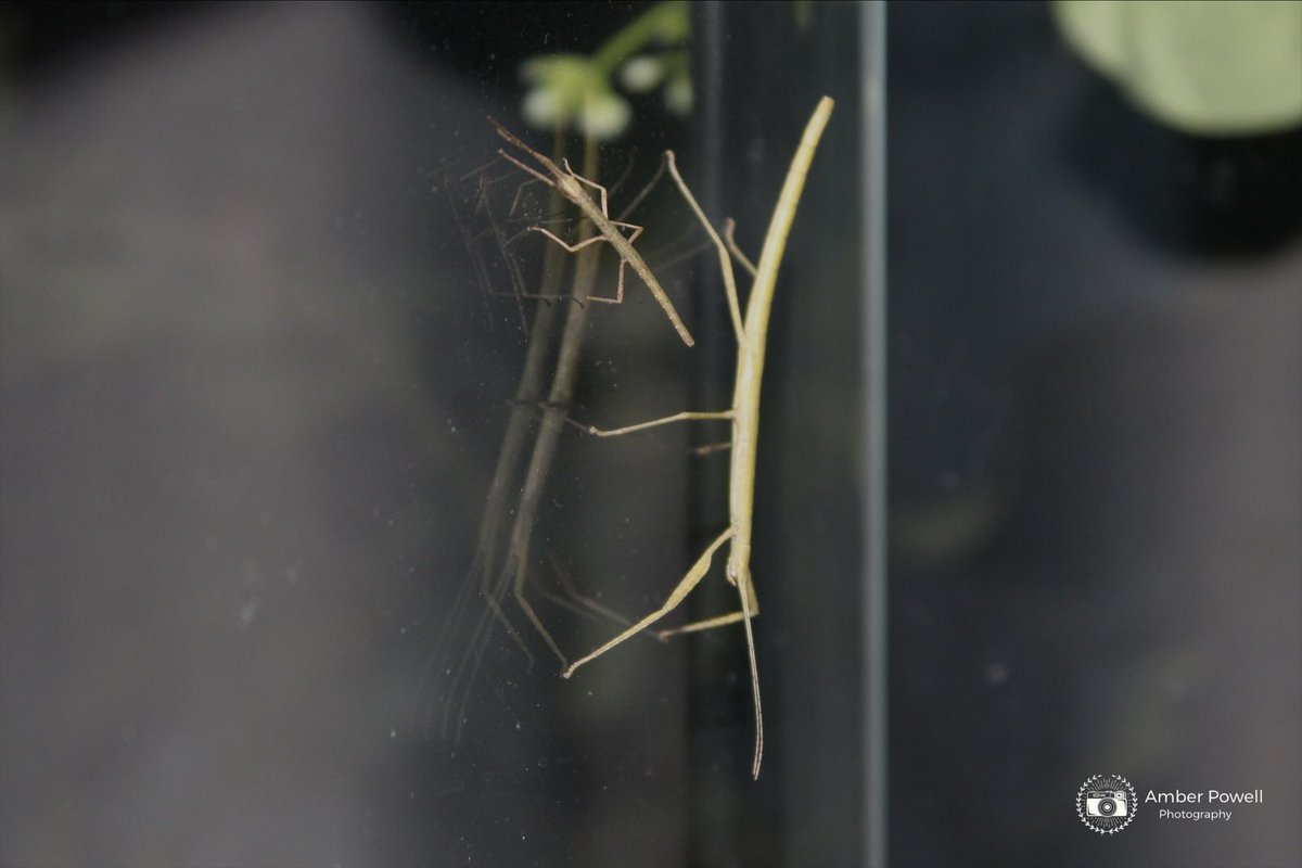 amberp_photos's tweet photo. Baby Indian Stick Insects (Carausius morosus)
•
•
•
•
#indianstickinsect #stickinsect #insect #invertebrates #photography https://t.co/wlbiqNwXeF