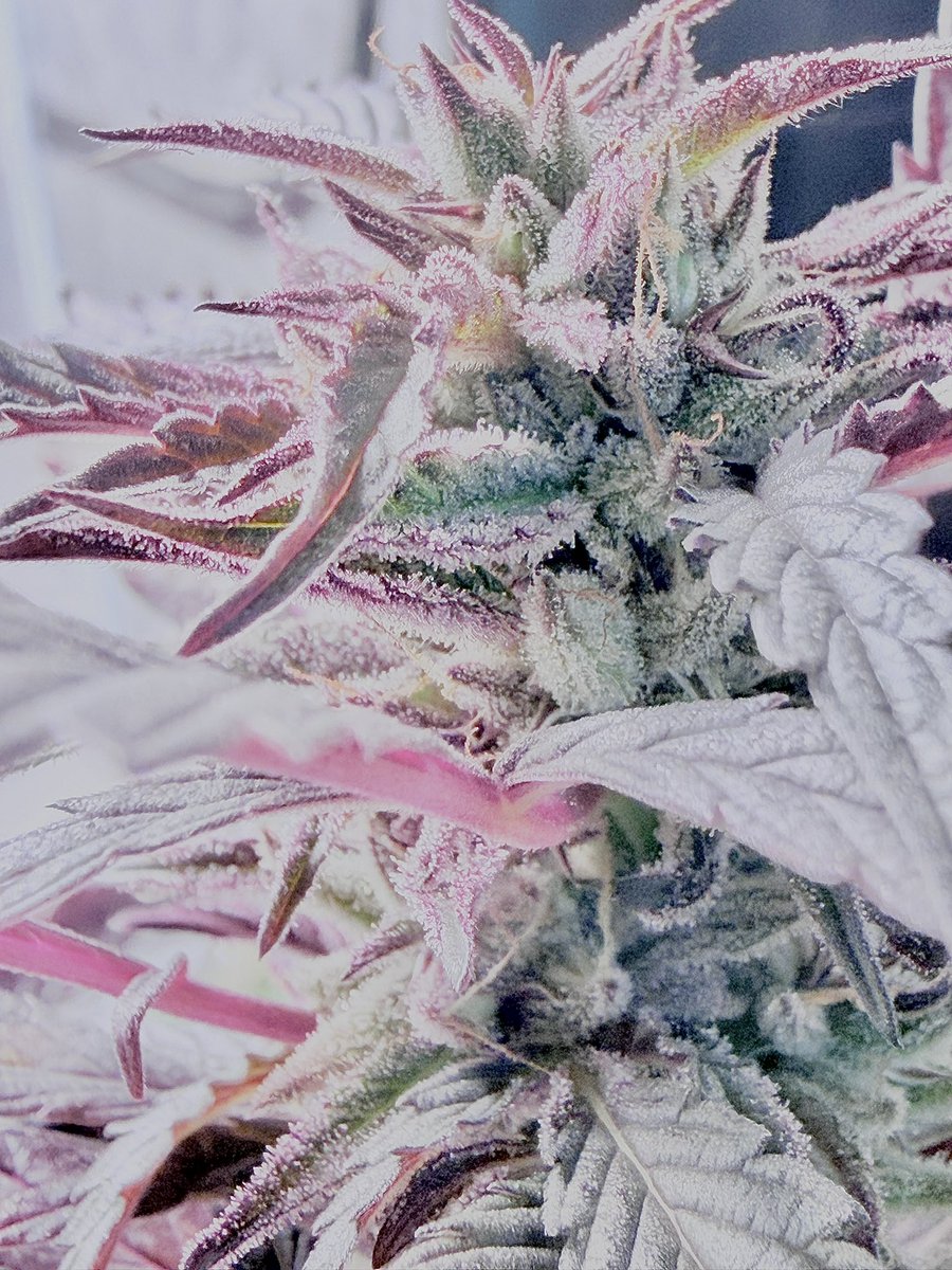 Cherry Pie Kush bx
Breed by <a href="/GageGreen/">GAGE GREEN GROUP</a>