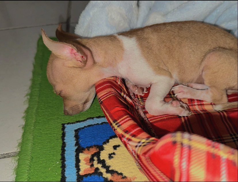 Joletthssm's tweet photo. ya creció la beba.. https://t.co/NIgEmXMuDk
