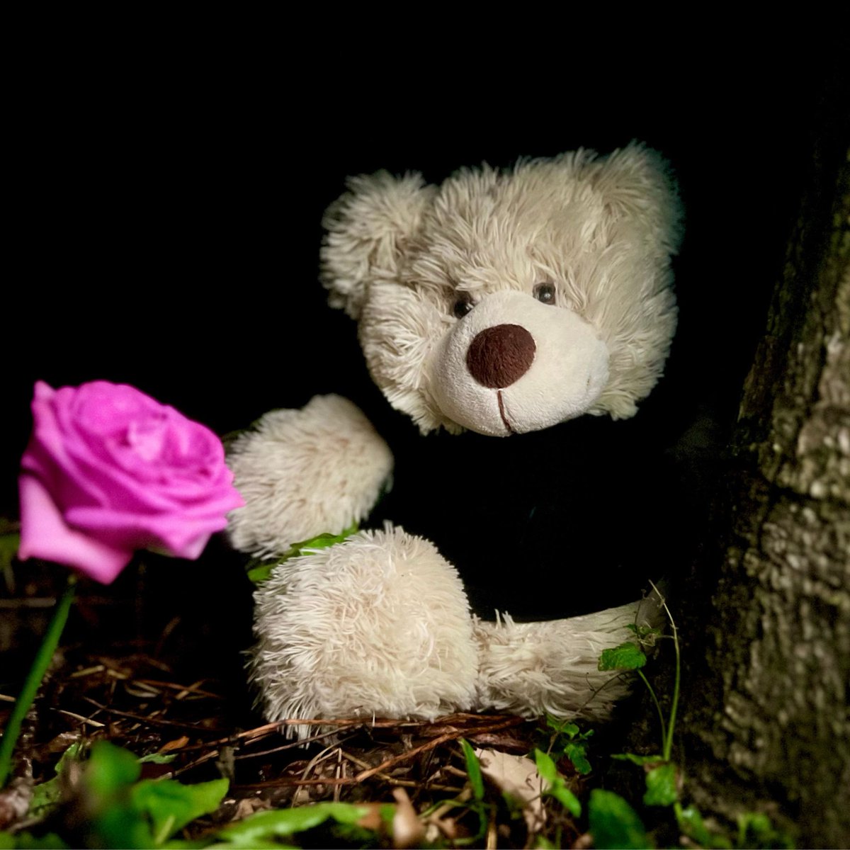 AbiFosterMusic's tweet photo. In July, my grandma passed away.
she asked me to sing this at her funeral as she was laid to rest.

This artwork features her ‘Bear’, and a rose taken from her coffin.

I’ve decided to release the song in her memory.

listen early link: https://t.co/lej1ig6n8q https://t.co/74QBie1AeC
