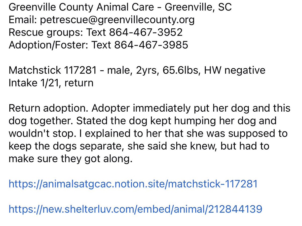 ꜱᴀᴠɪɴɢ ꜱʜᴇʟᴛᴇʀ ᴅᴏɢꜱ tweet media