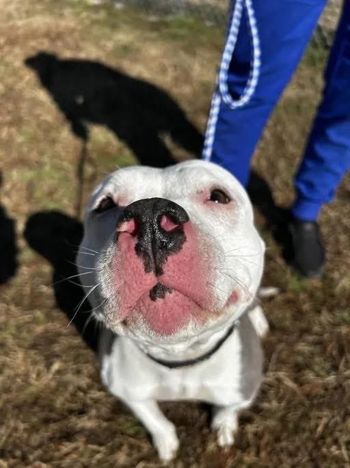 ꜱᴀᴠɪɴɢ ꜱʜᴇʟᴛᴇʀ ᴅᴏɢꜱ tweet media