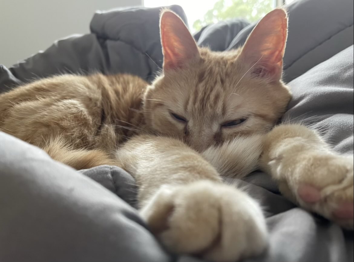 ChitlinCheeks's tweet photo. @edmundmcmillen Much like me, my cat has two modes- demon and complete laziness. Hopefully with your game we can upgrade to a joyful mode too https://t.co/Uc7XayBP01