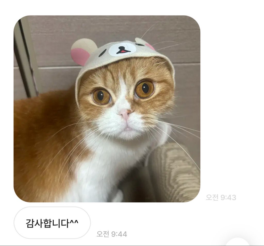 이 트윗 보고 저도 비슷한경험있어서..
너무귀여워서캡처햇던거 꺼내봑는데 같은냥이인것같아요 
귀여운모자수집하는고양이인가봄..