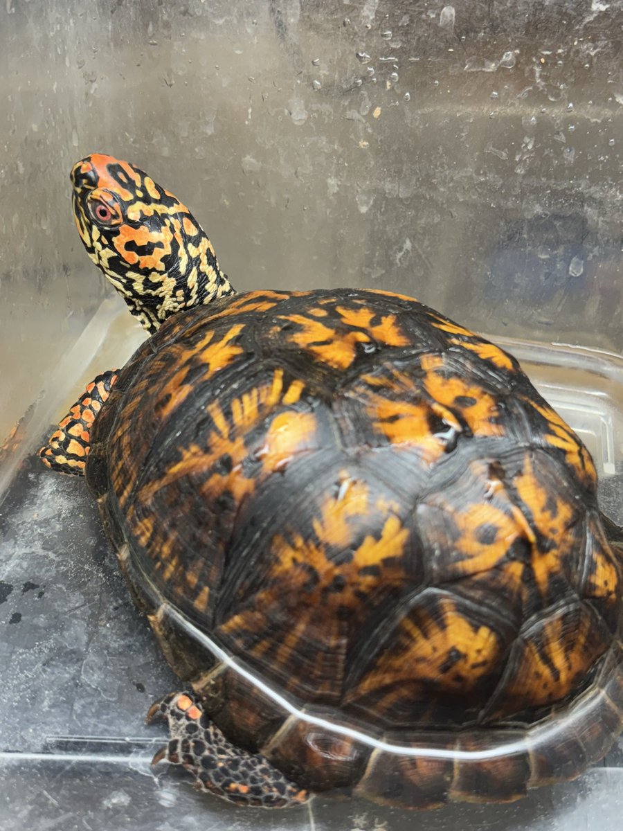 Land-mark tweet media