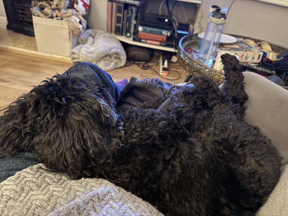 HelenYouings's tweet image. It’s clearly been a tiring day at doggy daycare today!
#doggydaycare 
#sofasnuggles