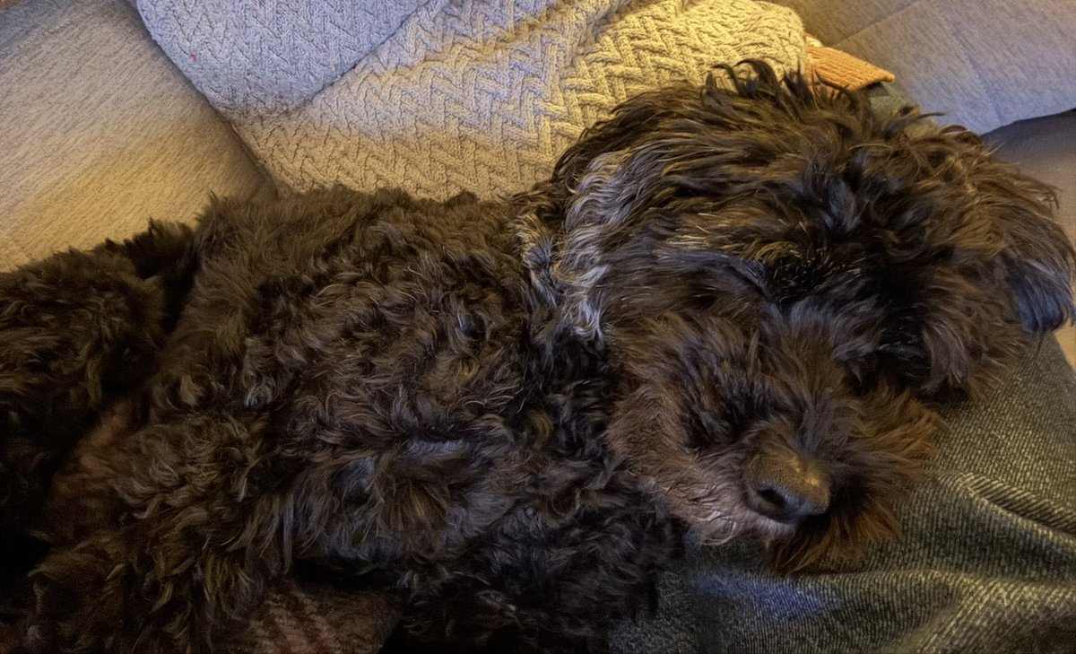 HelenYouings's tweet image. It’s clearly been a tiring day at doggy daycare today!
#doggydaycare 
#sofasnuggles