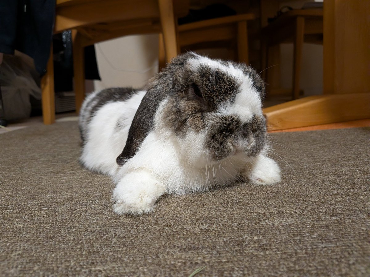 もも♀🍑@うさぎパパ (@momorabbit21) / Posts / X