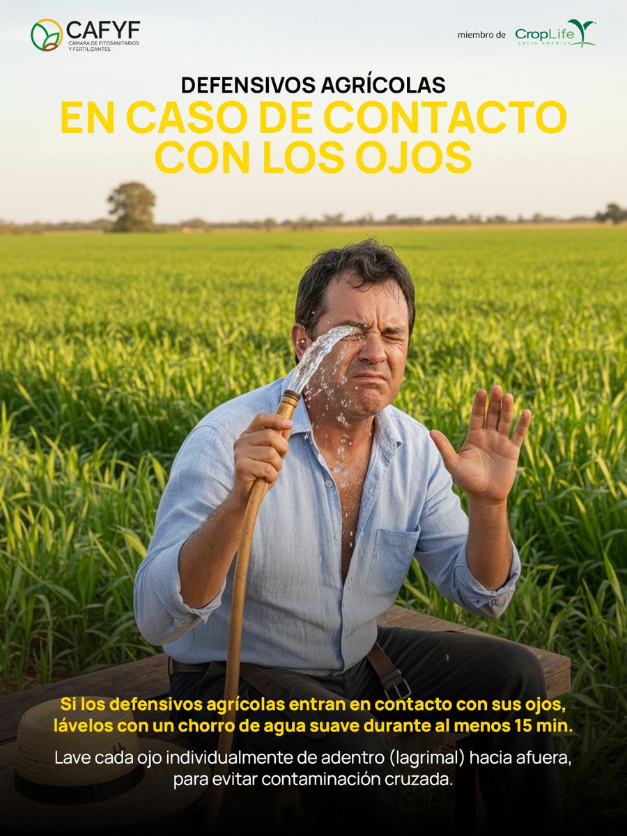 CAFYFpy's tweet photo. ¡Información importante! 🚨 

👉Si los defensivos agrícolas entran en contacto con sus ojos lávelos con un chorro de agua suave durante al menos 15 minutos.

🧠Recuerde: lavar cada ojo individualmente de adentro (lagrimal) hacia fuera, para evitar contaminación cruzada. https://t.co/3HfPz46Mre