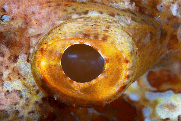 Don't miss out on this February's Special Offers, Raja Ampat 30% off, Komodo 25% off and still 50% off in the Maldives and much more.. -  mailchi.mp/3fd88f49ef7c/p… - Premier Liveaboard Diving