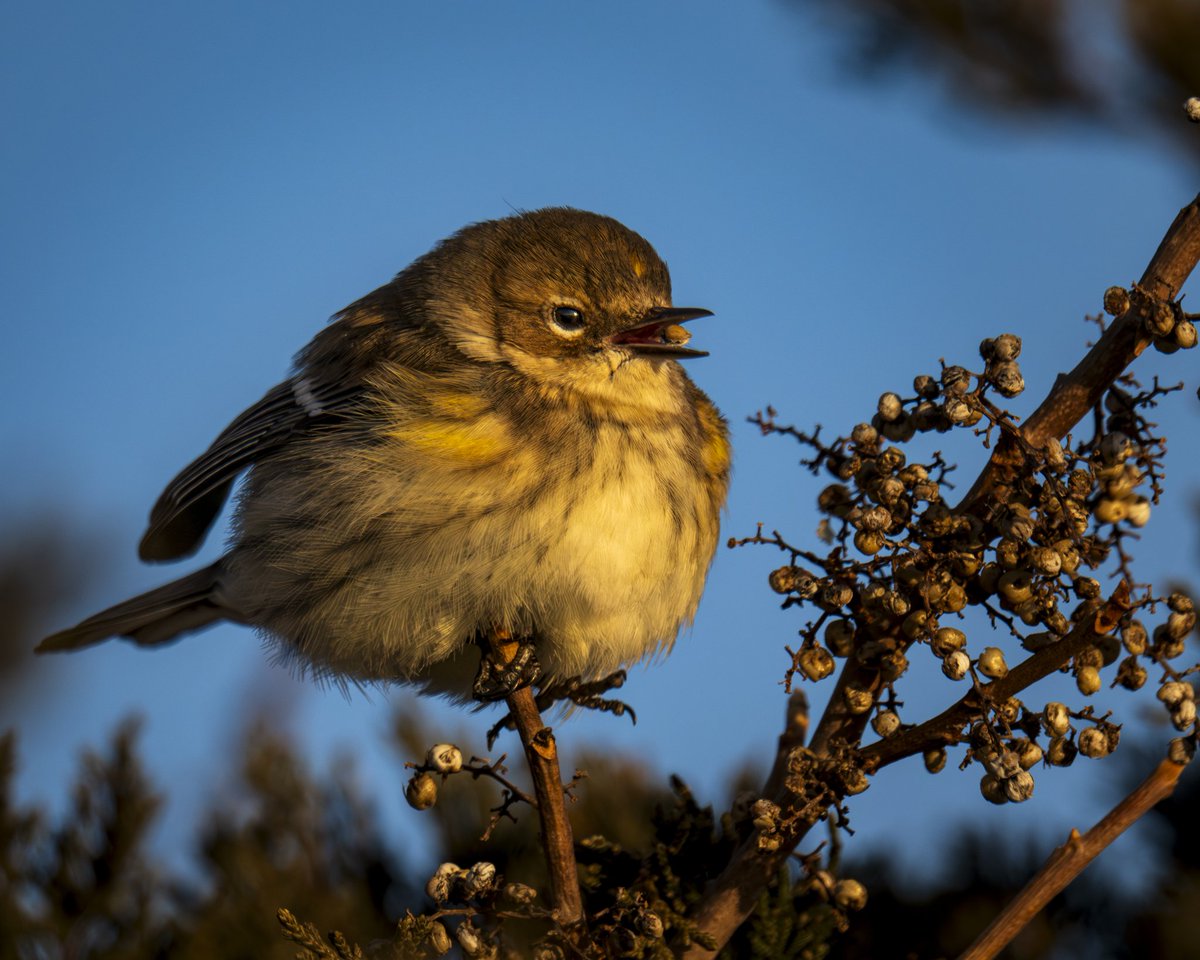 Breakfast

 #photography #naturephotography #backyardbirds #birds #wildlife #wildlifephotography #birdphotography #omsystem #nature