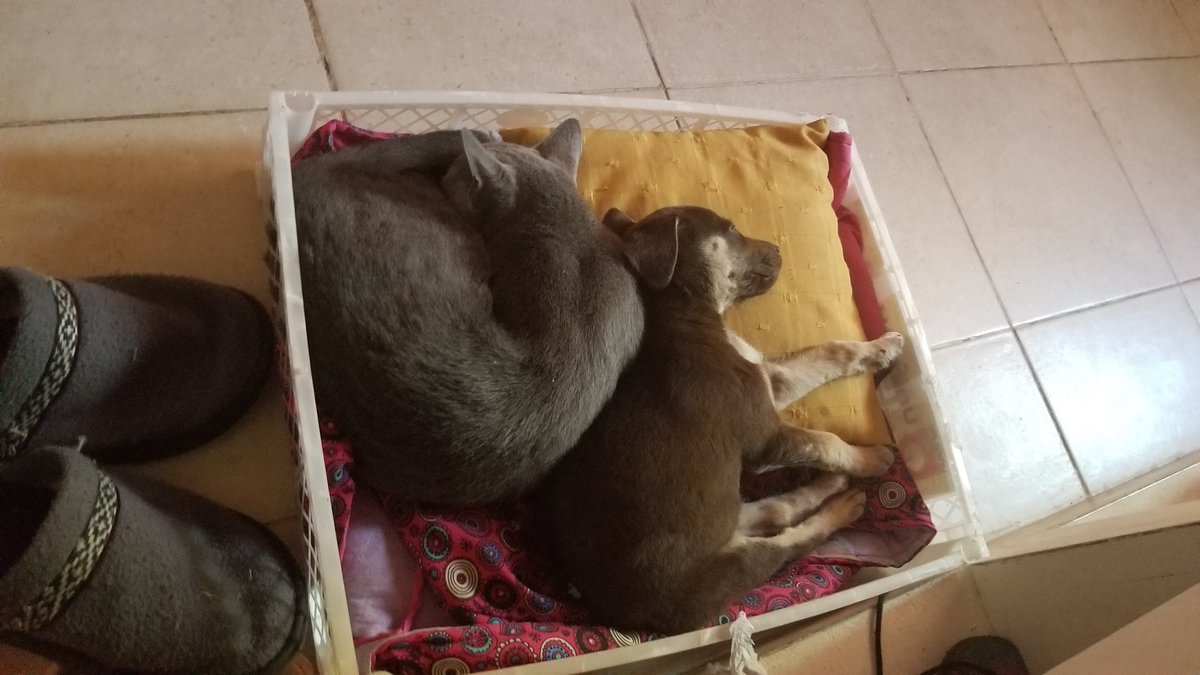 Los extraño con toda Mi alma