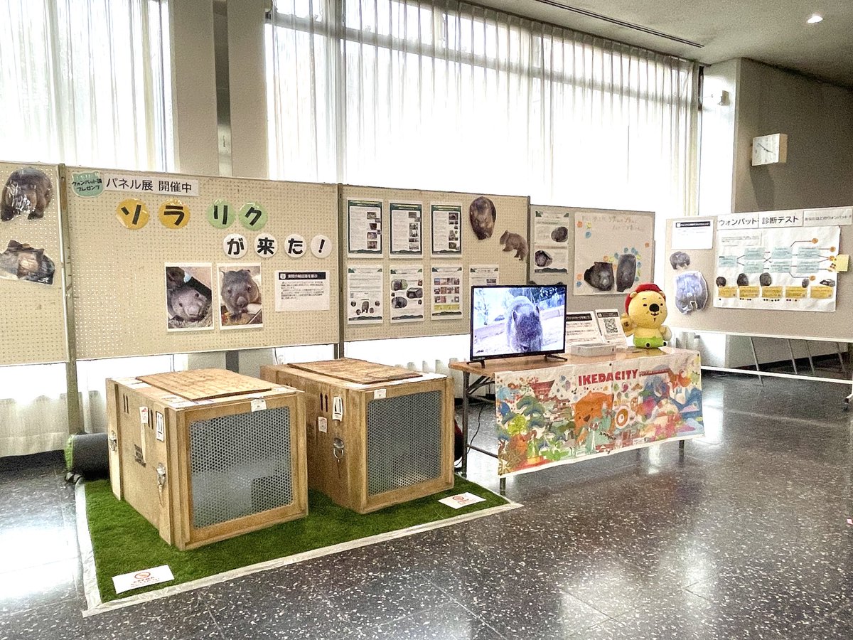 wom_to_ikeda's tweet photo. 市役所1階で展示「ソラ・リクが来た」を開催中です！

今回改めて多くの方にウォンバットの魅力を知ってもらうため、企画しました✨

実際の輸送箱や寄書パネルのほか、ウォンバット診断テストも実施中😊
お越しの際はぜひお立ち寄りださい！

日時: 2月2日~10日 9時～17時 (土日閉庁、10日は16時まで) https://t.co/42KBpvH4p0