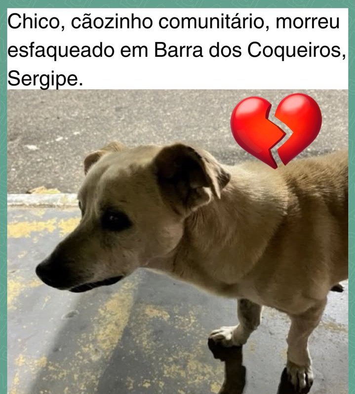 JUSTIÇA PELO CÃOZINHO CHICO 💔😡🐕⚖️😭
#justicaporchico 
#justicapeloorelha