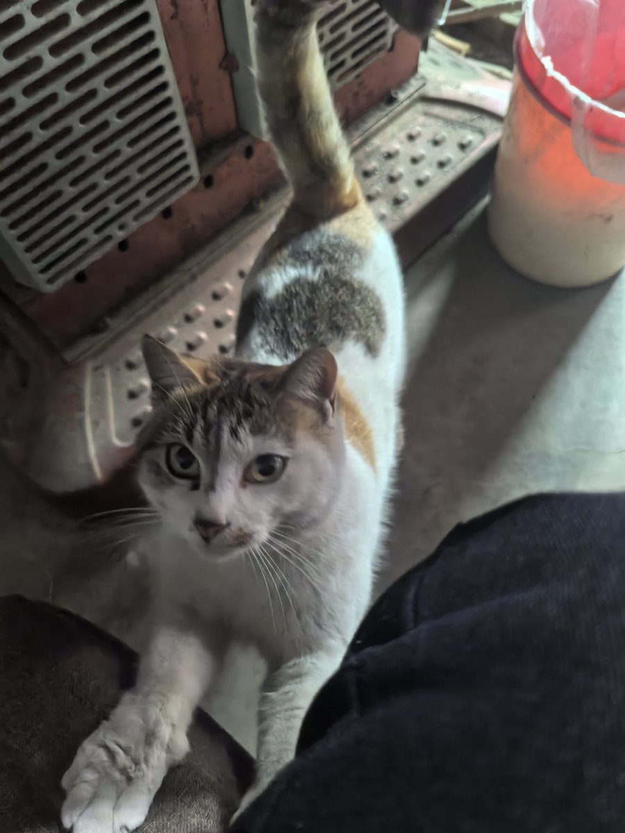 老家的猫猫狗狗异常粘人
弥补了我没人粘的缺憾❤️
（ps，猫狗都比我会看镜头）