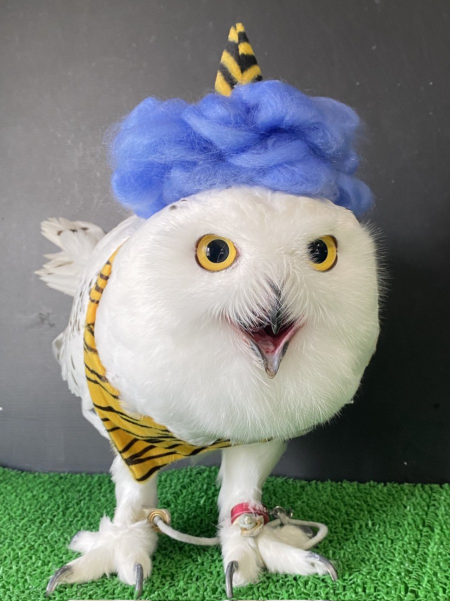 #節分 #シロフクロウ #snowyowl #birdlovers #feathery