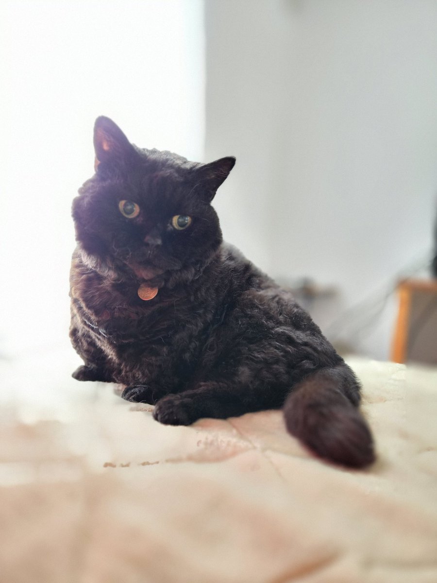 ラムキンのにゃむ+世話係コウ (@garaku1972) / Posts / X