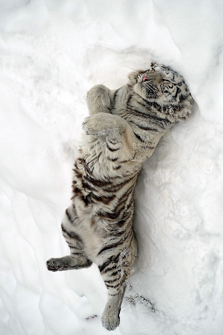 woofgonecrazy's tweet image. roll around . have fun . kill people .