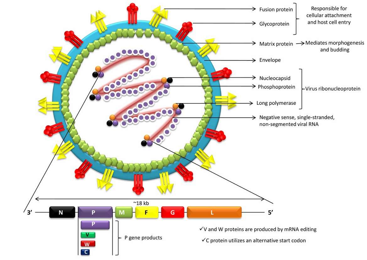 Creative Biogene has developed a systematic and modular portfolio of Nipah virus research products to support multi-level scientific investigation, from fundamental mechanisms to translational applications. creative-biogene.com/applications/n…