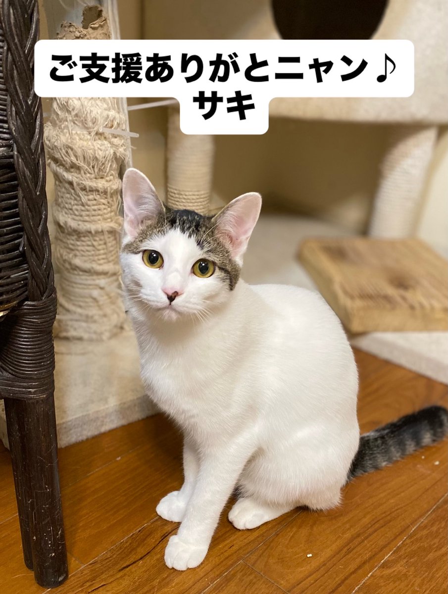 猫カフェみーちゃみーちょ (@miciamicio_neko) / Posts / X