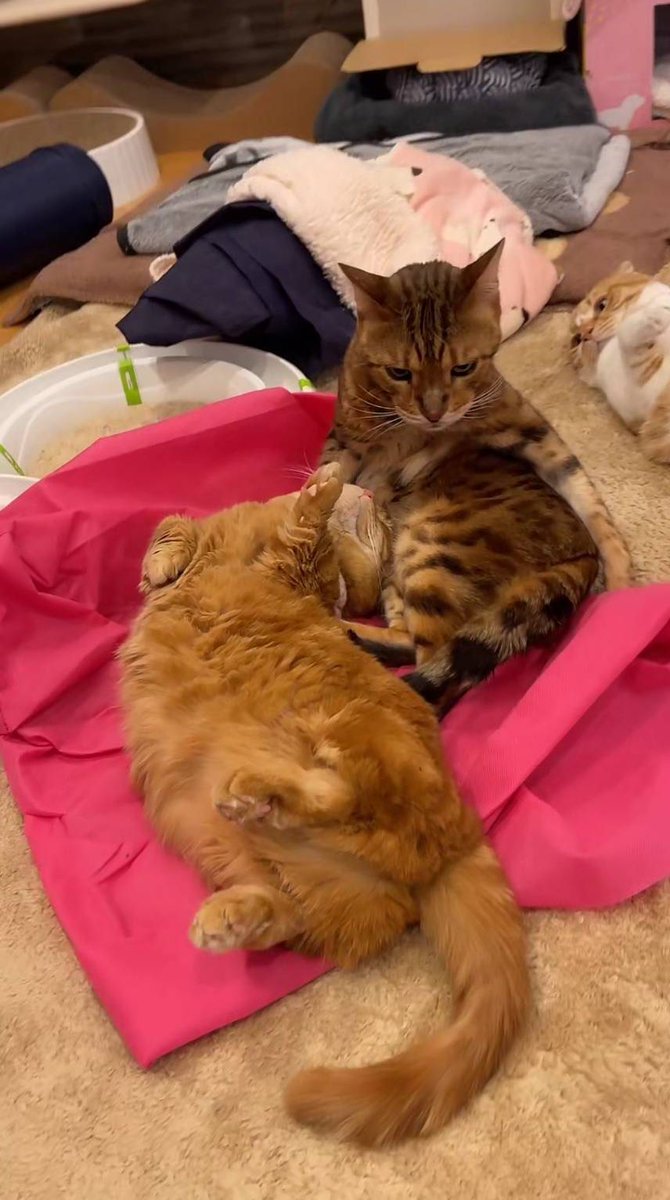 友子ちゃんとお兄ちゃん🌿ねこ&フェレット 😻🐻 (@2oniTomo) / Posts / X