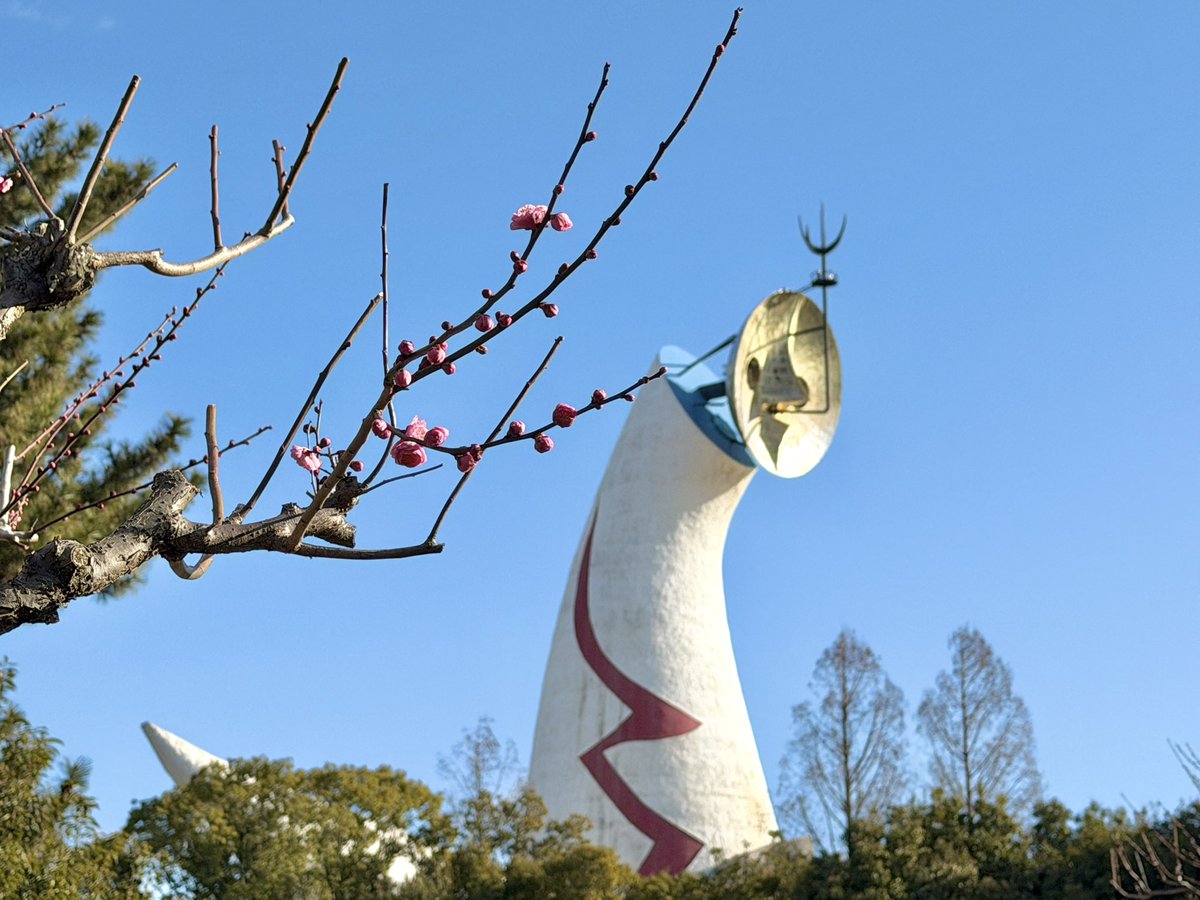 expo70park_jp's tweet image. 青空に映える太陽の塔と、可憐な梅の蕾。
万博記念公園にゆっくりと春が近づいています🌞

#万博記念公園 #万博公園 #太陽の塔 #梅 #梅林