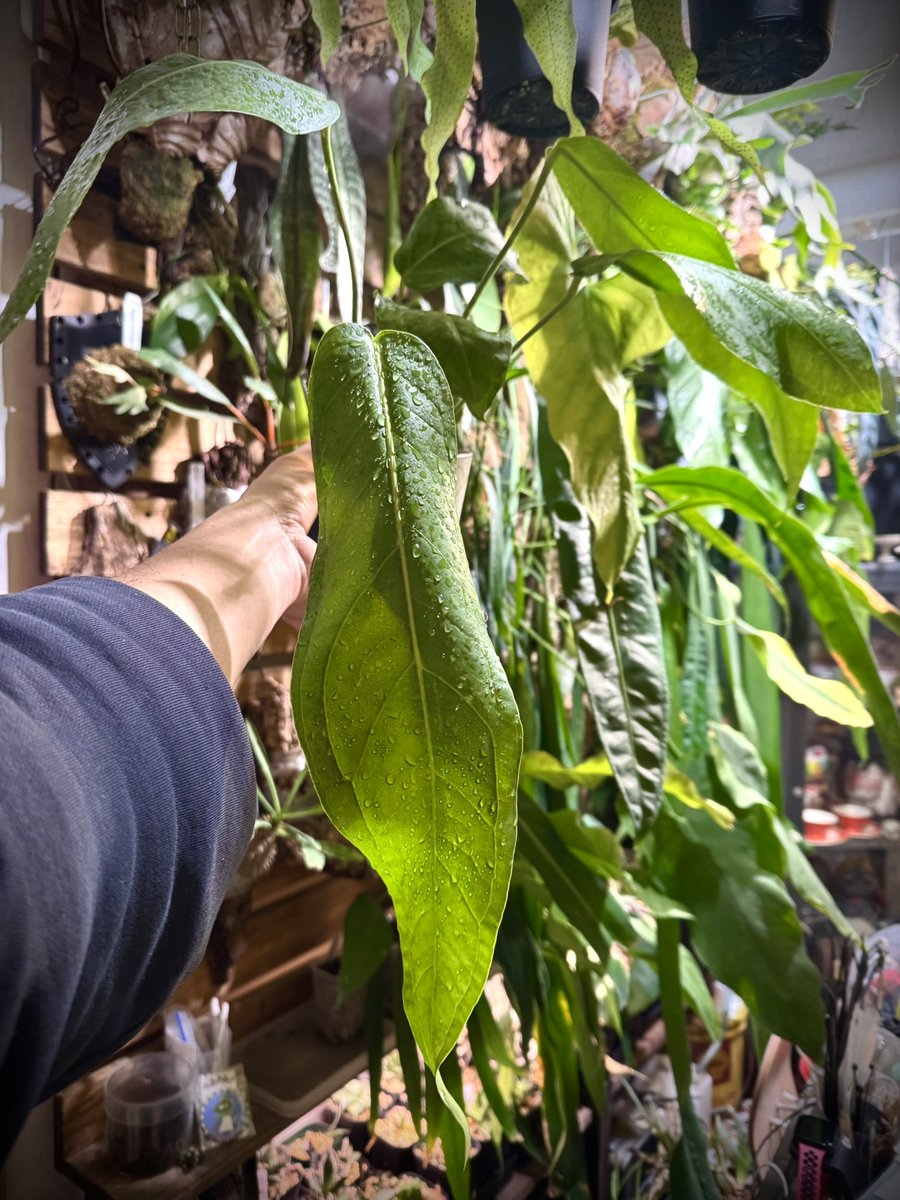 Anthurium Pendulifolium
欲しい人居るかな？
価格はDMでご相談で☺️☺️