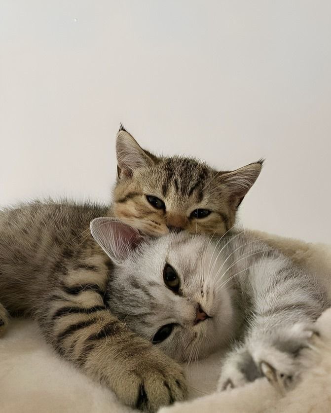 PawfectVibes's tweet photo. Cuddles time. https://t.co/N8HWPpSQ2G