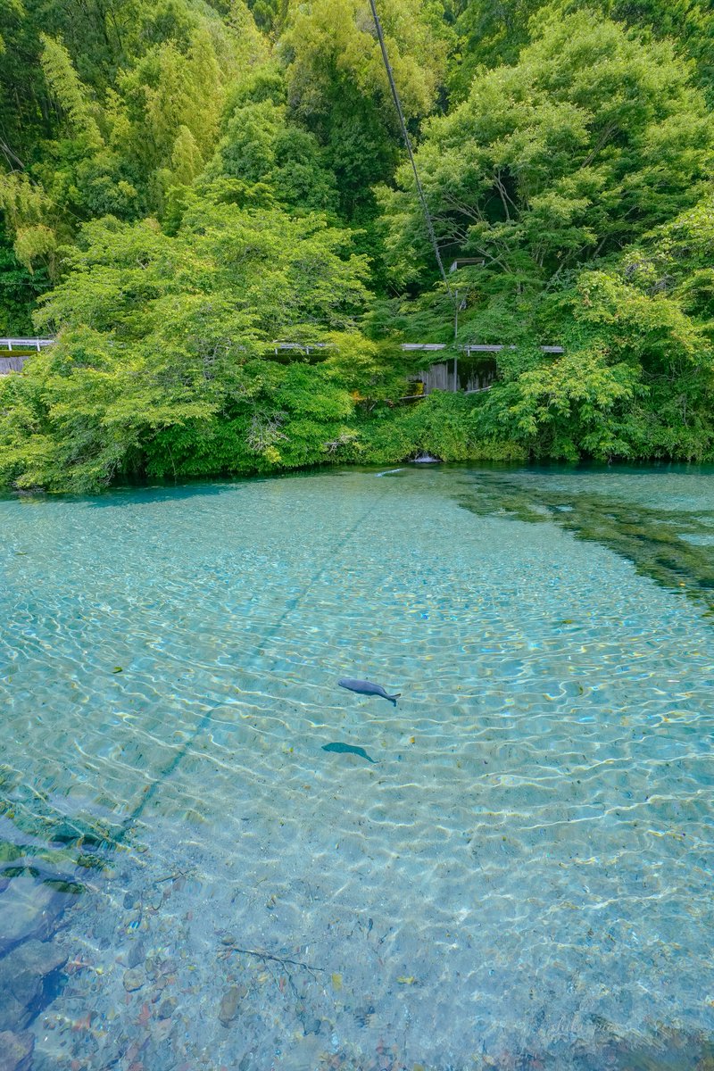 shiki_pics's tweet image. 九州にある青く透き通った湧き水の池。
