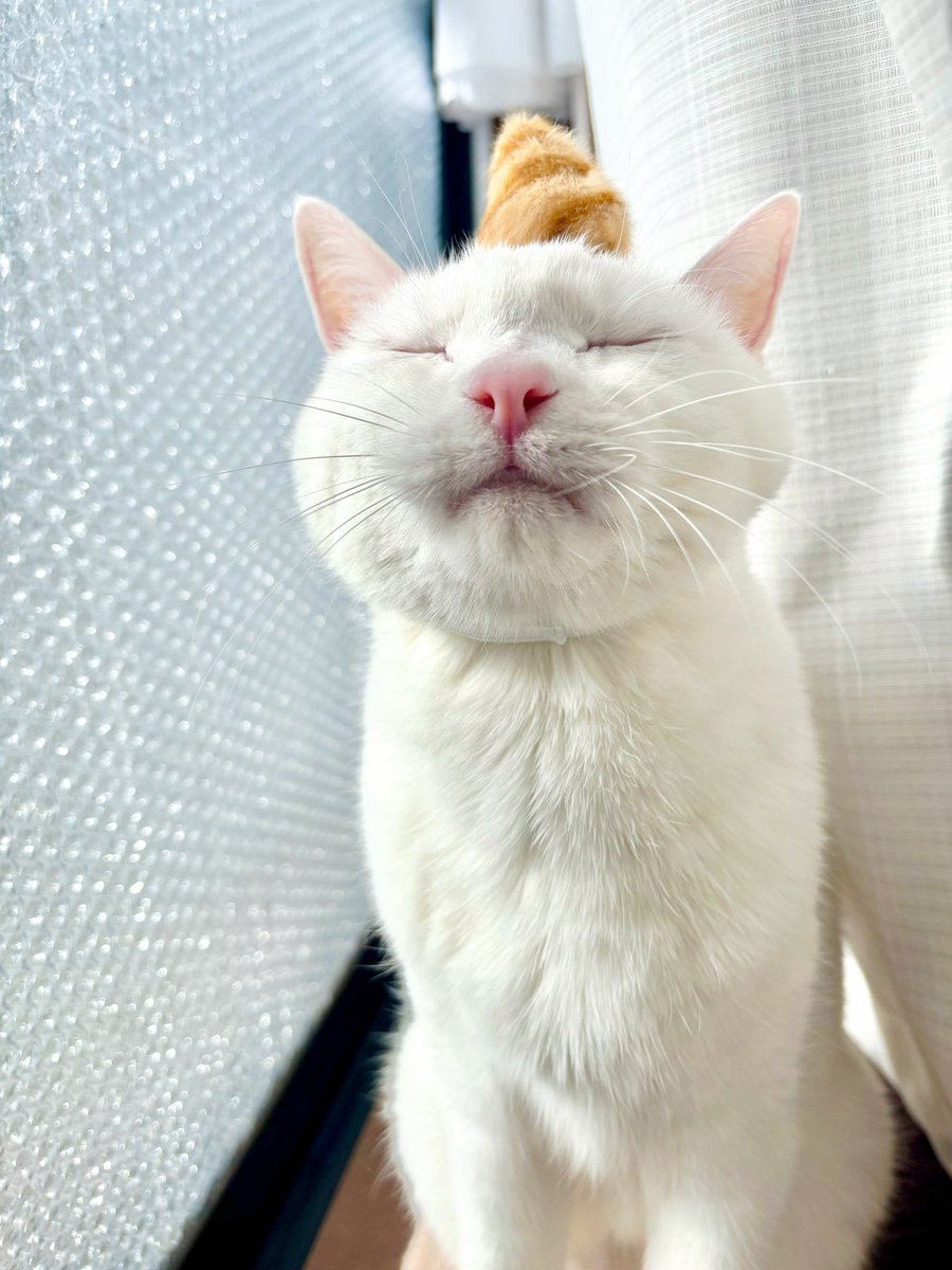 鬼は〜外！福は〜内！
鬼猫も〜ウチ👹
#節分
#猫のいる暮らし　#猫のいる幸せ　#猫