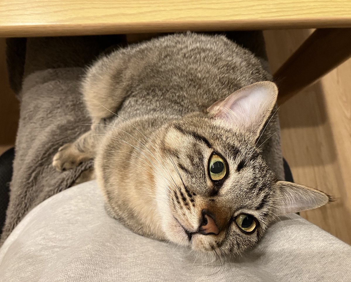 なでなではまだですか？