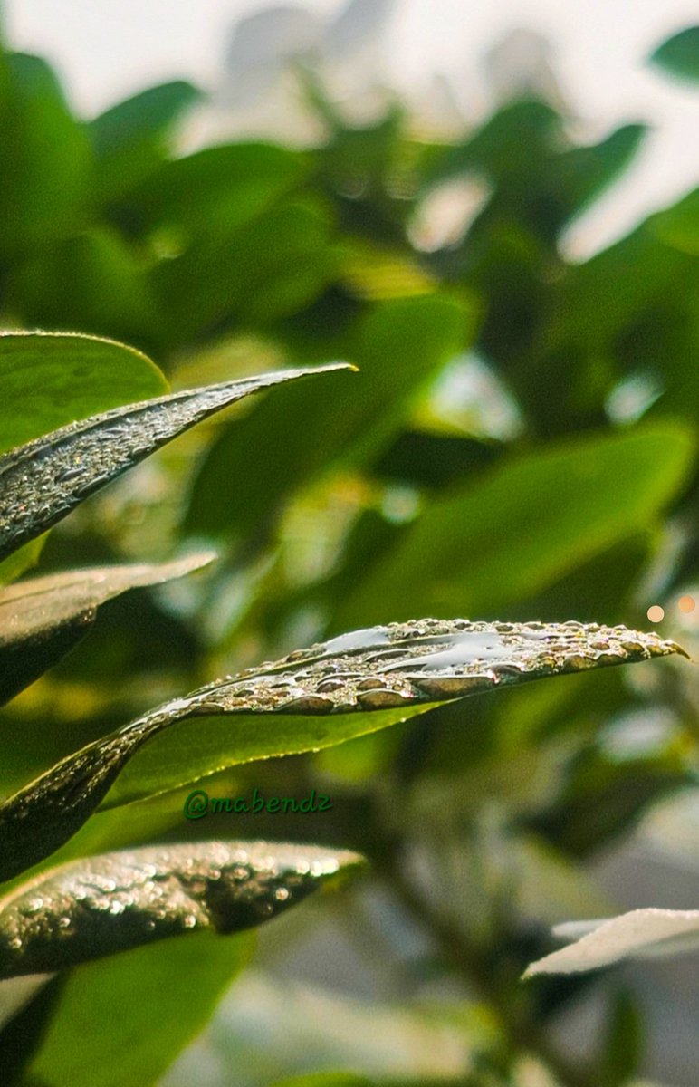 mabend2's tweet image. Let your life lightly dance on the edges of time like dew on the tip of a leaf
- Rabindranath Tagore 

#theme_pic_India_leaves