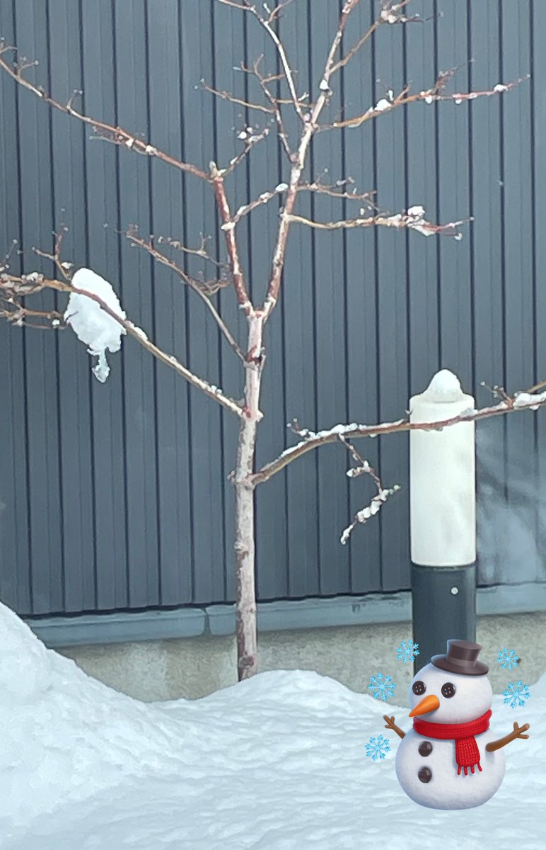 雪の塊がシマエナガっぽくみえて写真撮った。（我が家の木） お顔つけたw