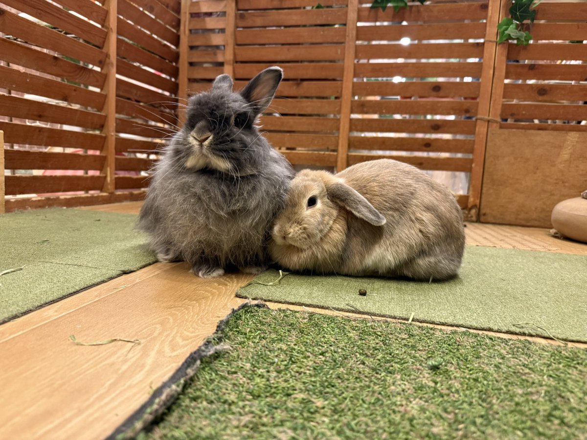 本日12:00オープン致しました❗️

甘えるきなこと、凛と立って受け止めるぐりです☺️
2人は本日もオープンより仲良く過ごしております！

本日も皆様のご来店をお待ちしております！
moff-rell.com
#うさぎ #うさぎカフェ #動物カフェ
