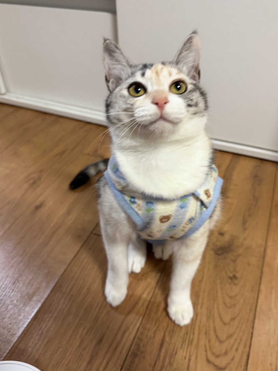 ang_cheese's tweet image. 얘 앞발붙어있는걸 본적이 없음 쩍벌앞발로 당당하게 사는걸 즐기는 타입