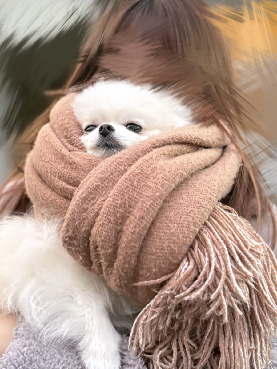 もも・なな💐ポメポメ (@pome_momonana) / Posts / X