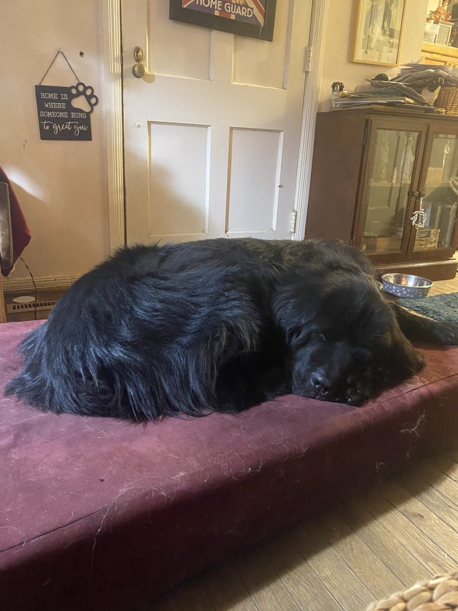 KristenFrame1's tweet photo. Goodnight, frens! Stay safe & warm! I’m so happy I have a forever home. I hope you have a home full of love! #Adopt #Rescue #Pledge4Rescue #AdoptASeniorDog #AdoptABlackDog #BanPuppyMills #Archie #Newf https://t.co/oln0ldj9Tr