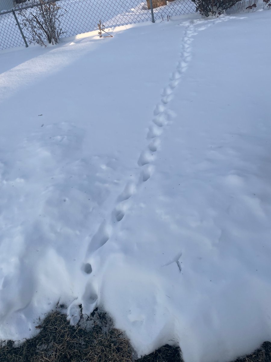 SarahBlick3's tweet photo. Don’t know what creature made this path in our backyard, but it looks so aesthetically pleasing. #WinterInOhio https://t.co/pkPZTIcj3H