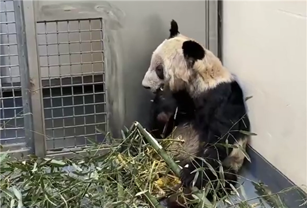 DailyBeijing's tweet photo. 大熊猫“丫丫”，变了大样！
What a change for giant #panda #Yaya after 2 years back in China! #Beijing Zoo released the latest video of Yaya on Jan. 30. The panda, once in poor health at Memphis Zoo, now boasts a well-rounded build and a glossy coat. #ChinaUS https://t.co/IBIJI3X9zc