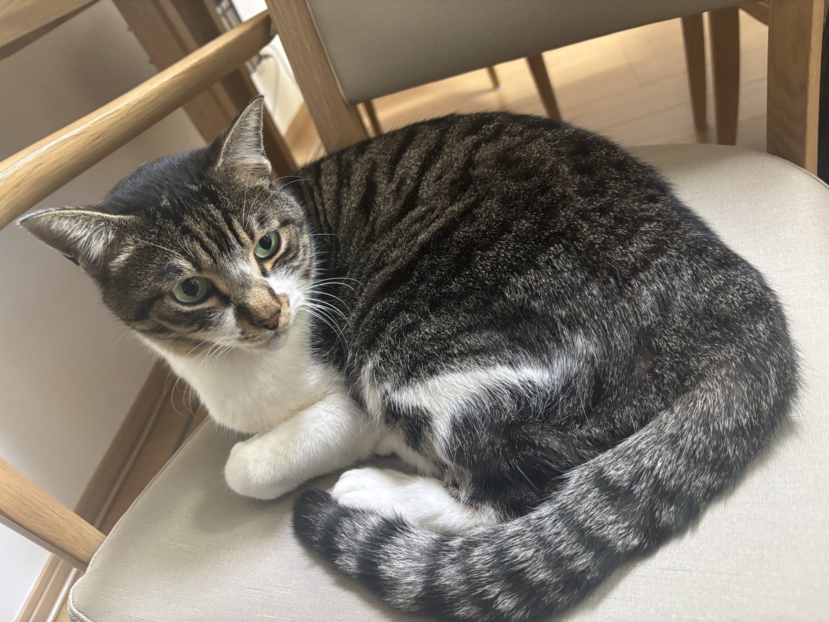 なてでもいいにゃよ😸