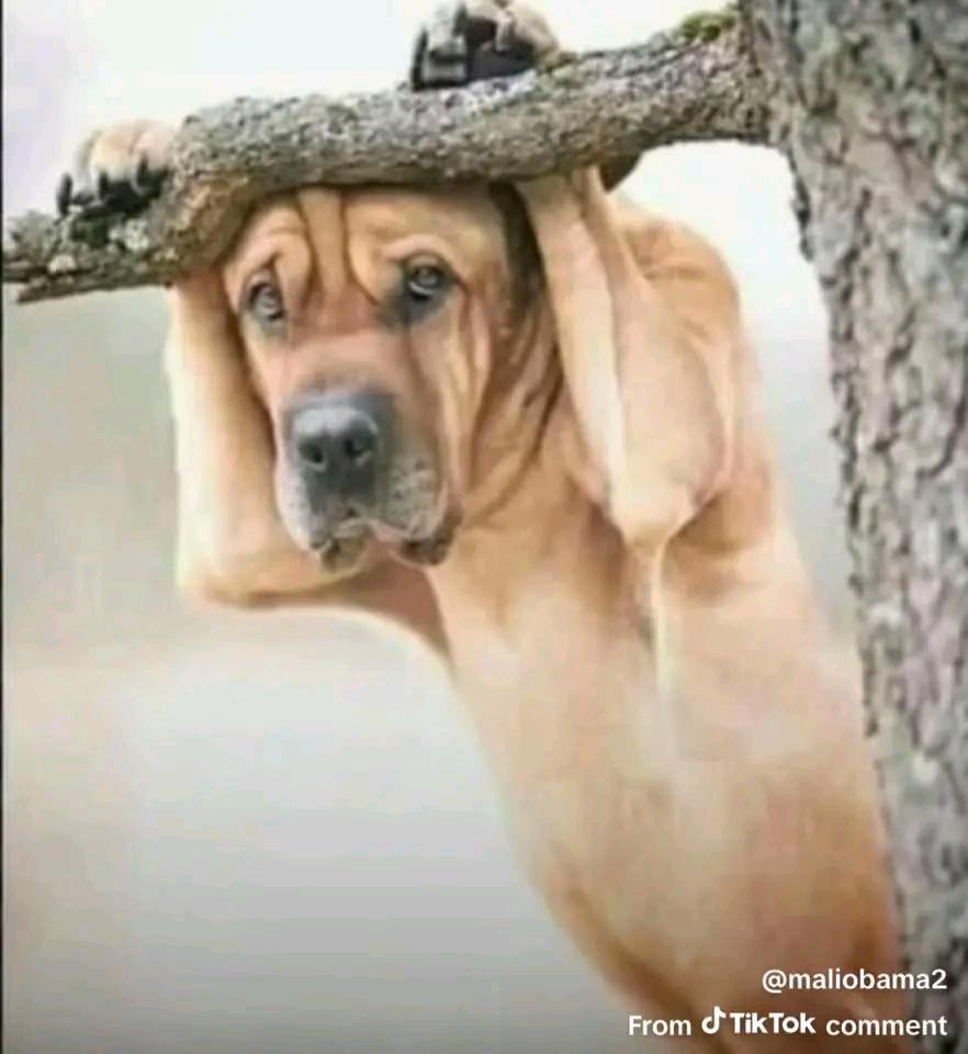 Faded sentient still faded zama ✋😭🤚