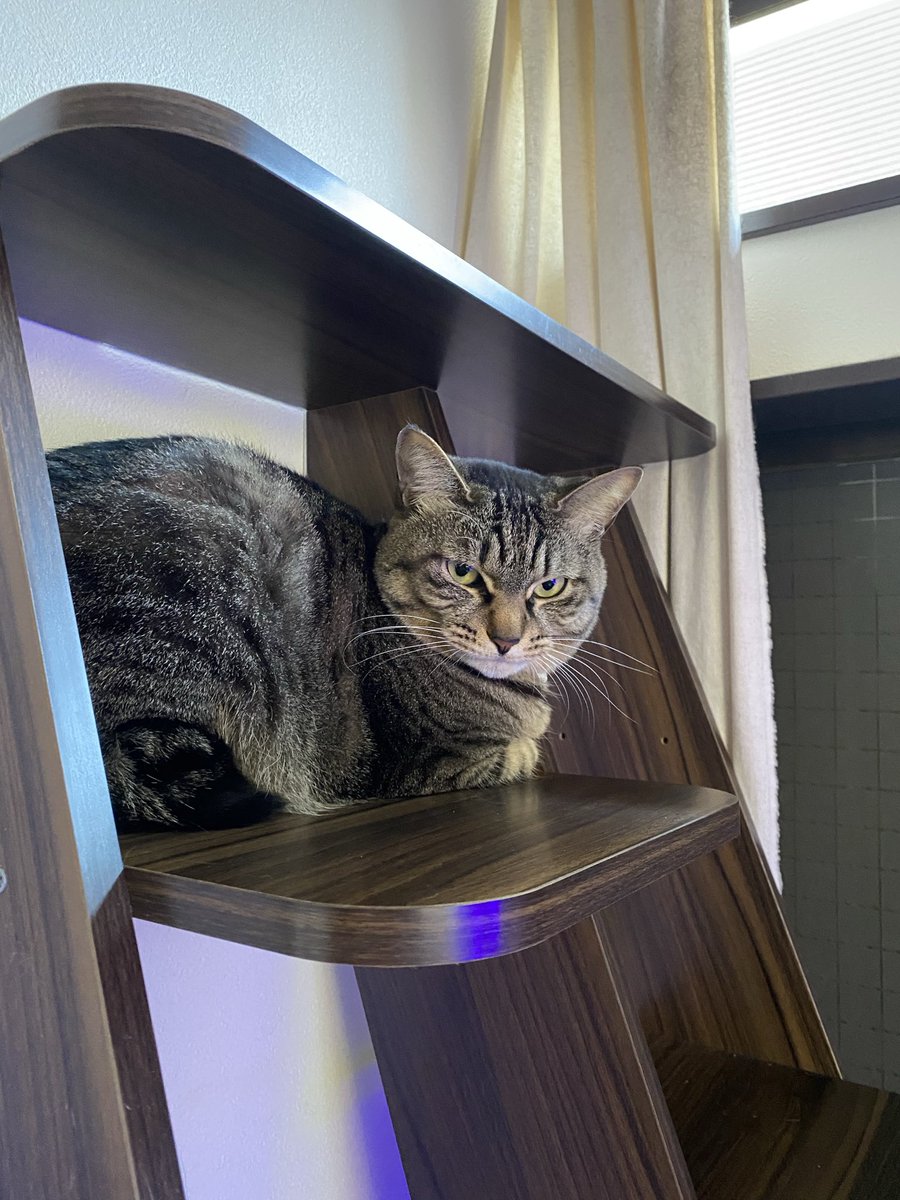 おはようございます。
一番暖かい場所。

#銀ちゃん
#保護猫
#キジトラ
#鍵尻尾
#猫好きさんと繋がりたい