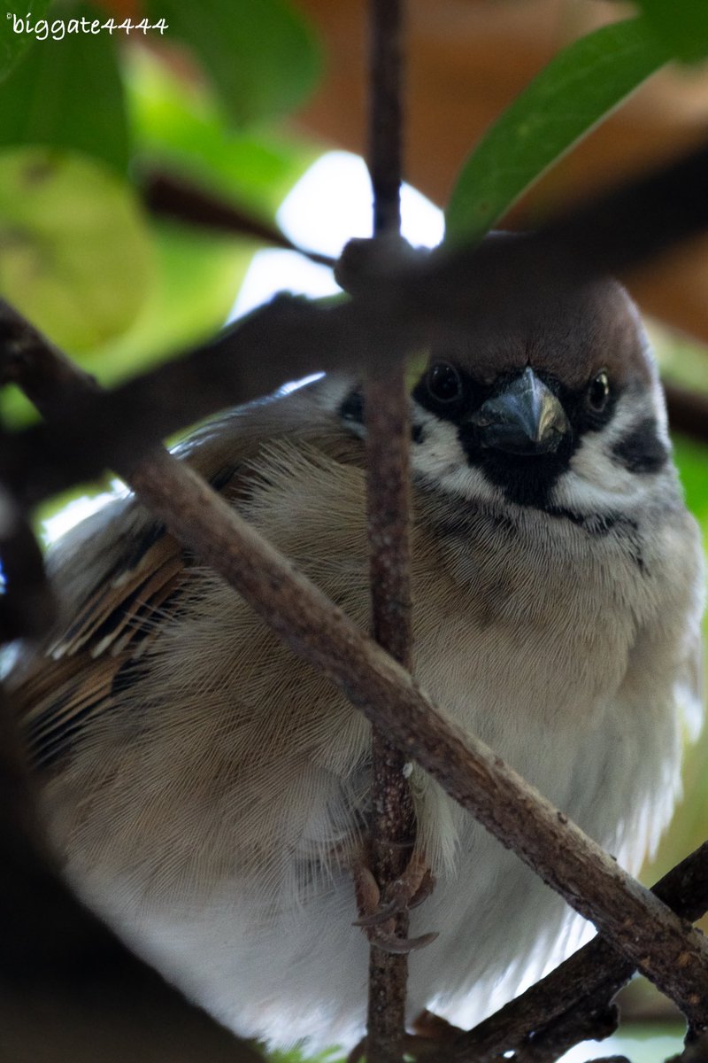 biggate4444@毎日スズメ今年で8年目 (@biggate43) / Posts / X