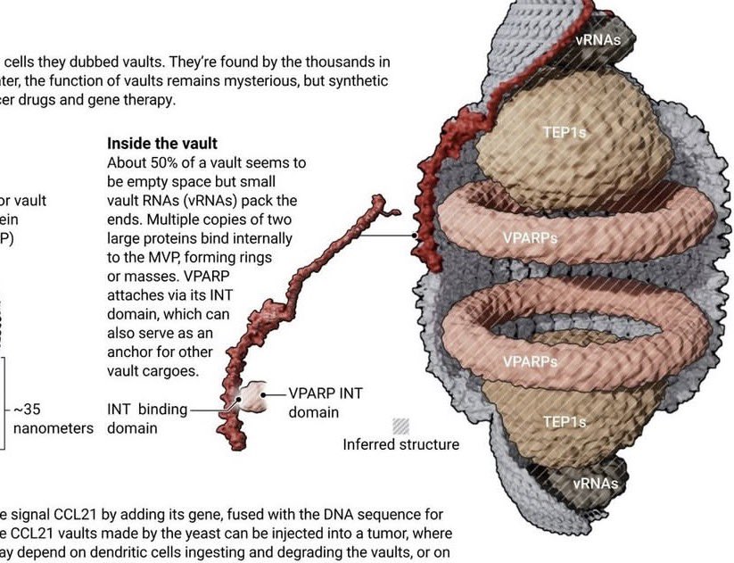 rna lar ve virusler tum canlilarin en gelismisi yoksa biz onlarin yalnizca tasinma mekanizmasi miyiz