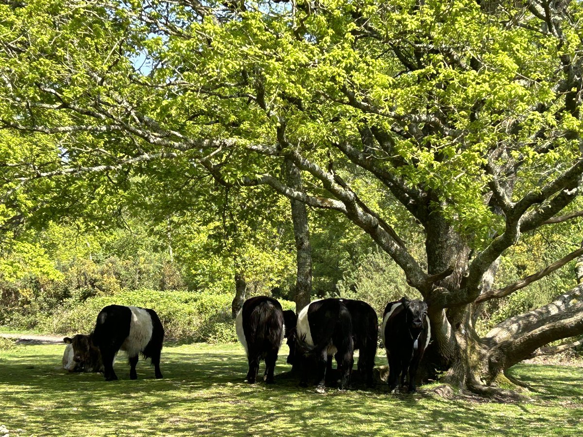 WoodlandNomad's tweet photo. I adore the British countryside. If there is one place that doesn’t need to be changed or interfered with, it’s the countryside. https://t.co/DE9u6r9xMo