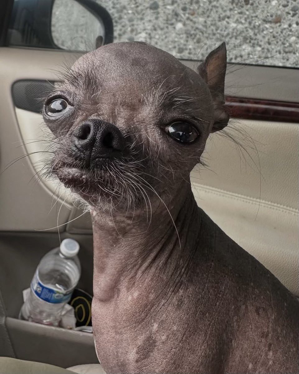 WeRateDogs tweet media