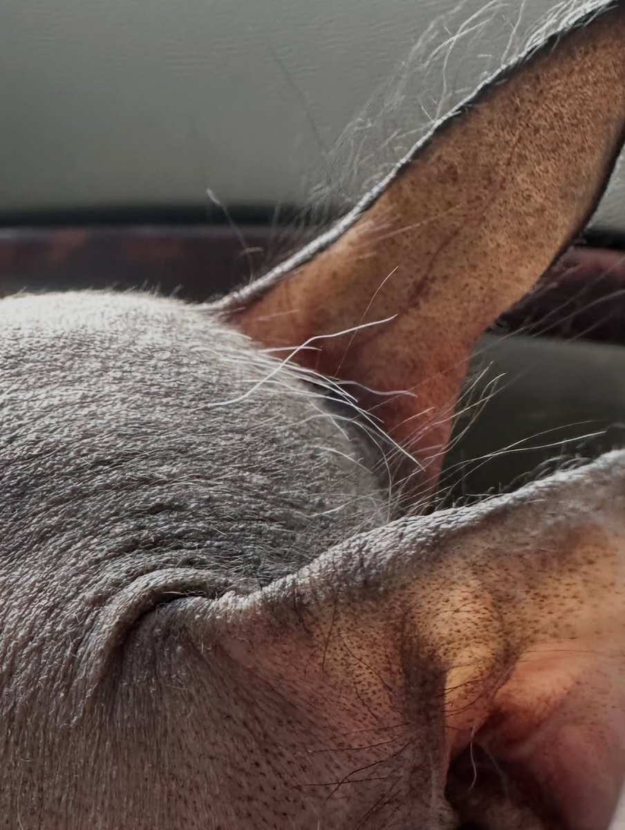 This is Thistle. She's having a great hair day. All five of them are going in the same direction. 12/10